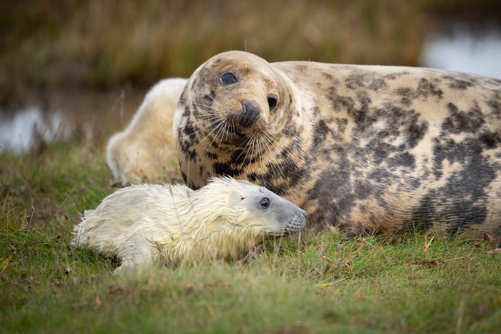 Seals at Donna Nook