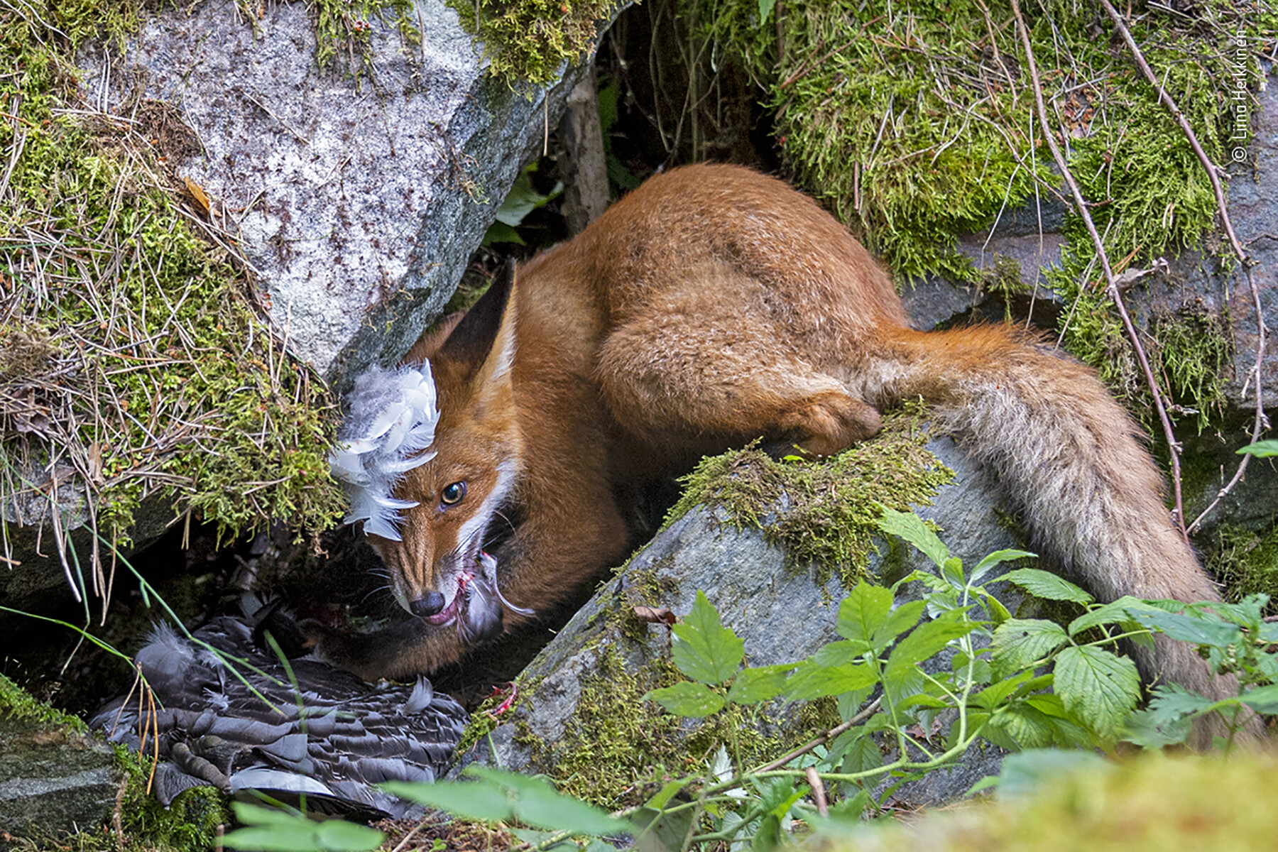 Liina Heikkinen, Wildlife Photographer of the Year 2020