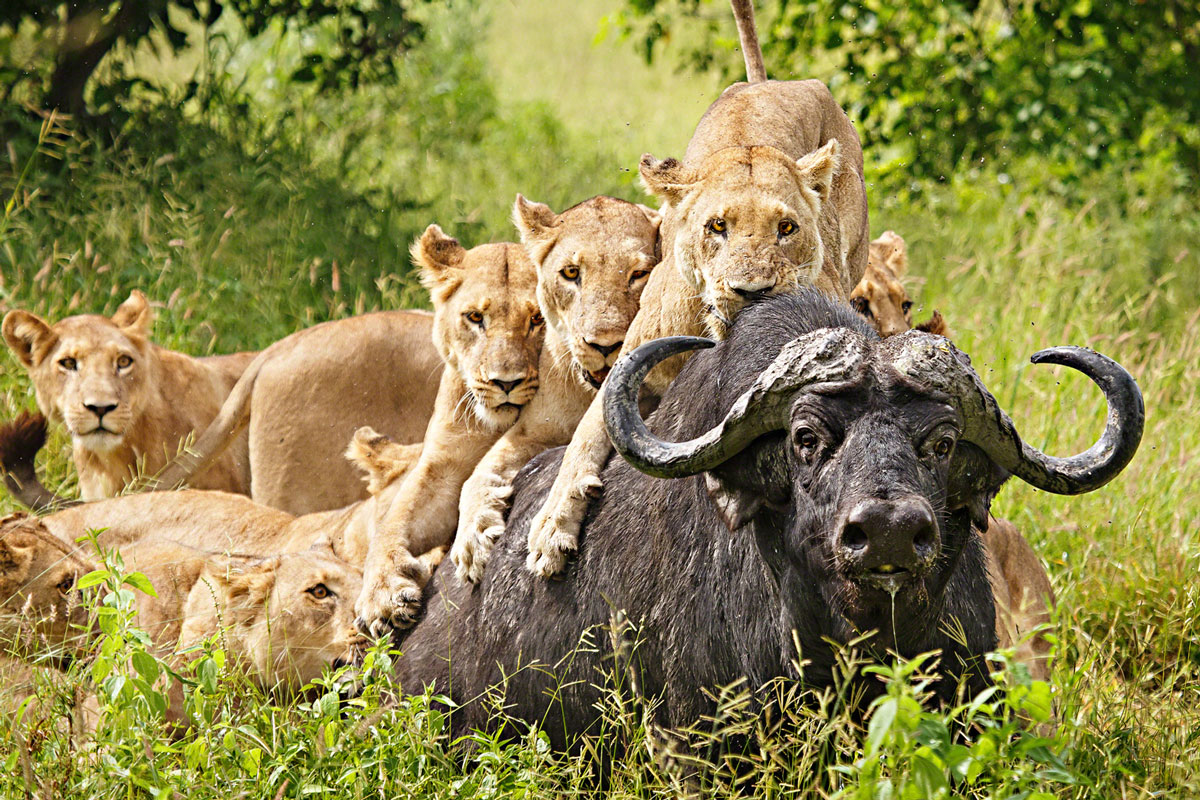 Lionesses hunting