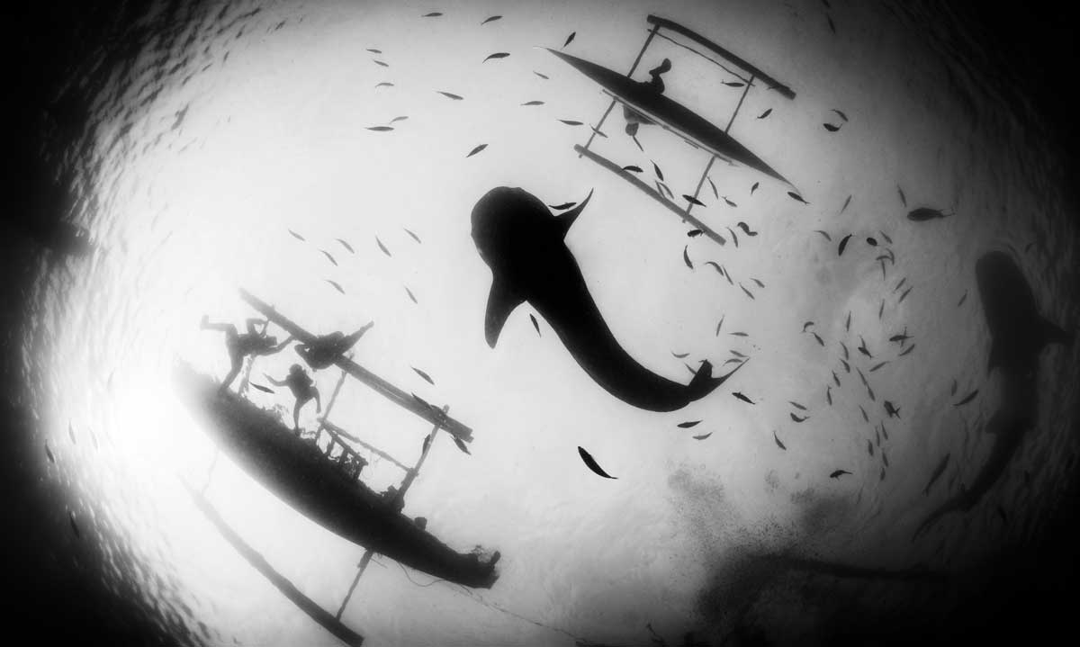 Whale sharks swimming beneath local fishermen and snorkelling tourists