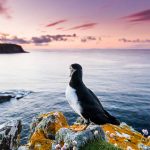 Bird Photographer of the Year