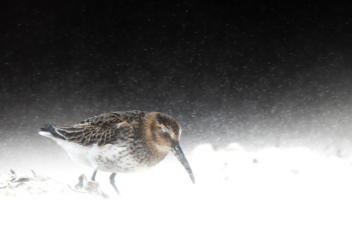 BPOTY-young-category-winner-Dunlin Calidris alpina. Heligoland, Germany.