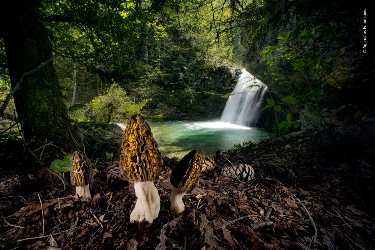 Fairy tale scene in forest of Mount Olympus fungi