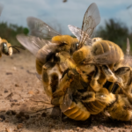 Swarm of bees on a ranch in Texas in a ball