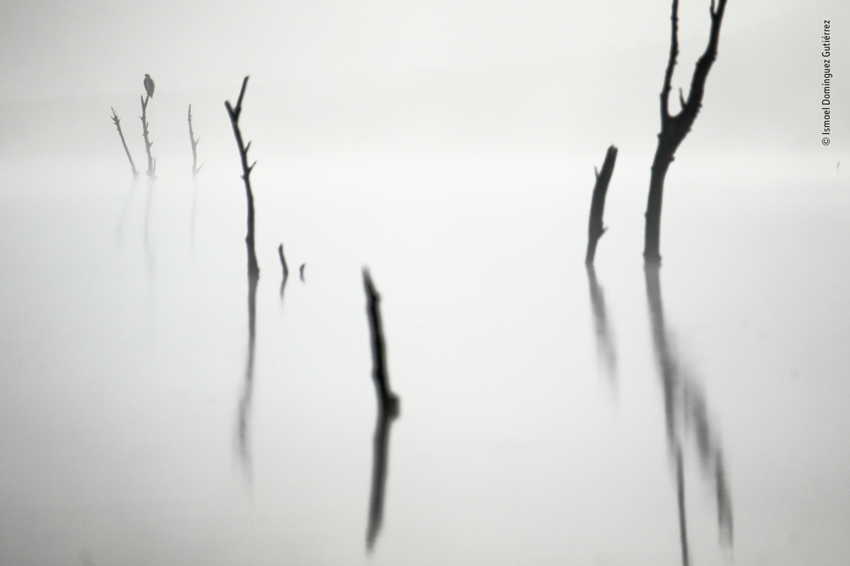 Monochromatic black and white osprey sits on a dead tree in fog