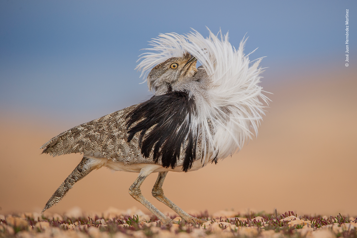 Canary Islands Houbara courtship display puff