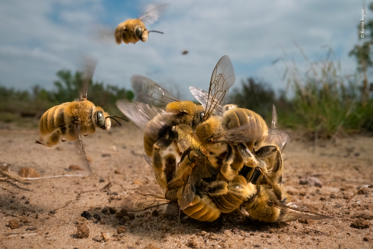 Ball of swarm of bees on a ranch in Texas motion