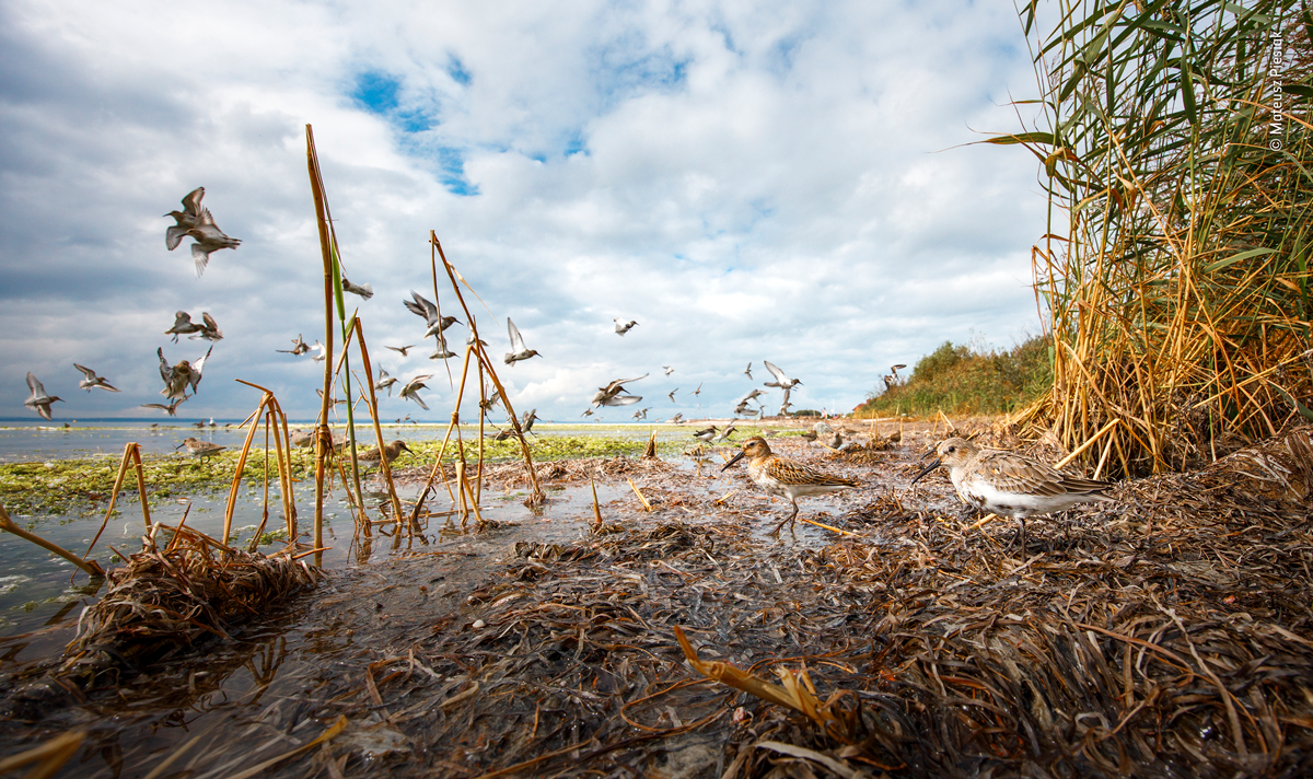 Peregrine falcon causes dunlins to fly up in reed bed