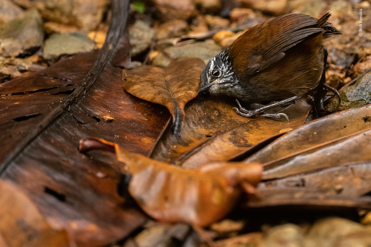 Young grey-breasted wood wren foraging