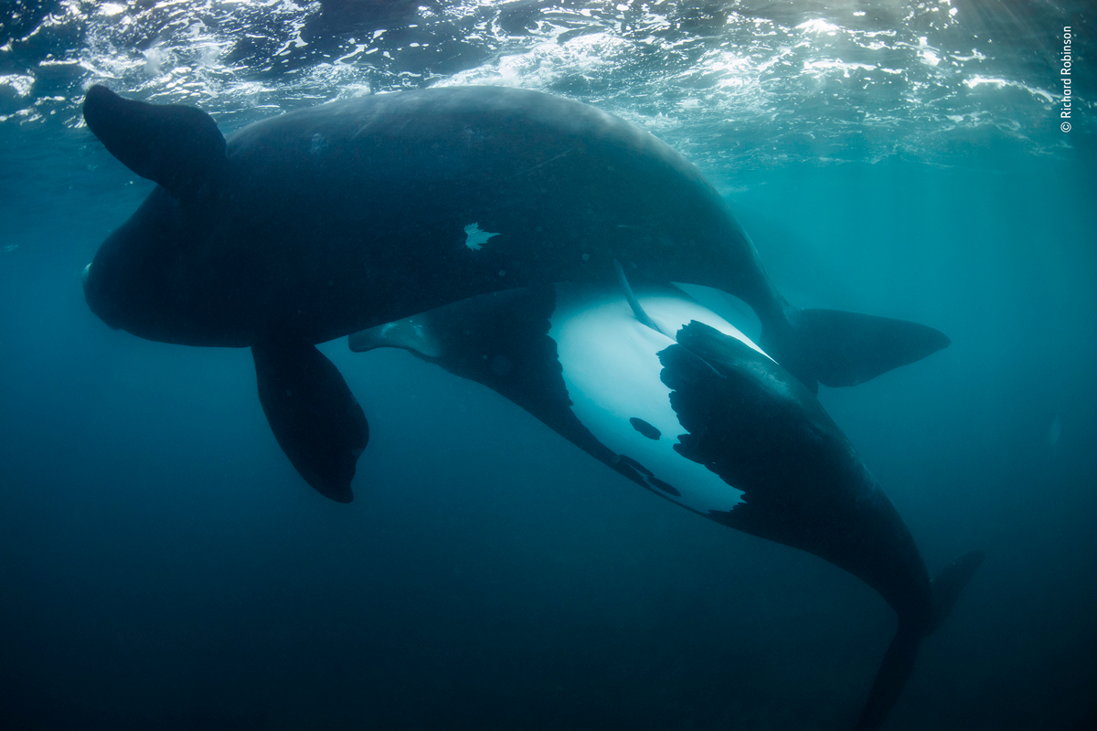 Whales mating in New Zealand