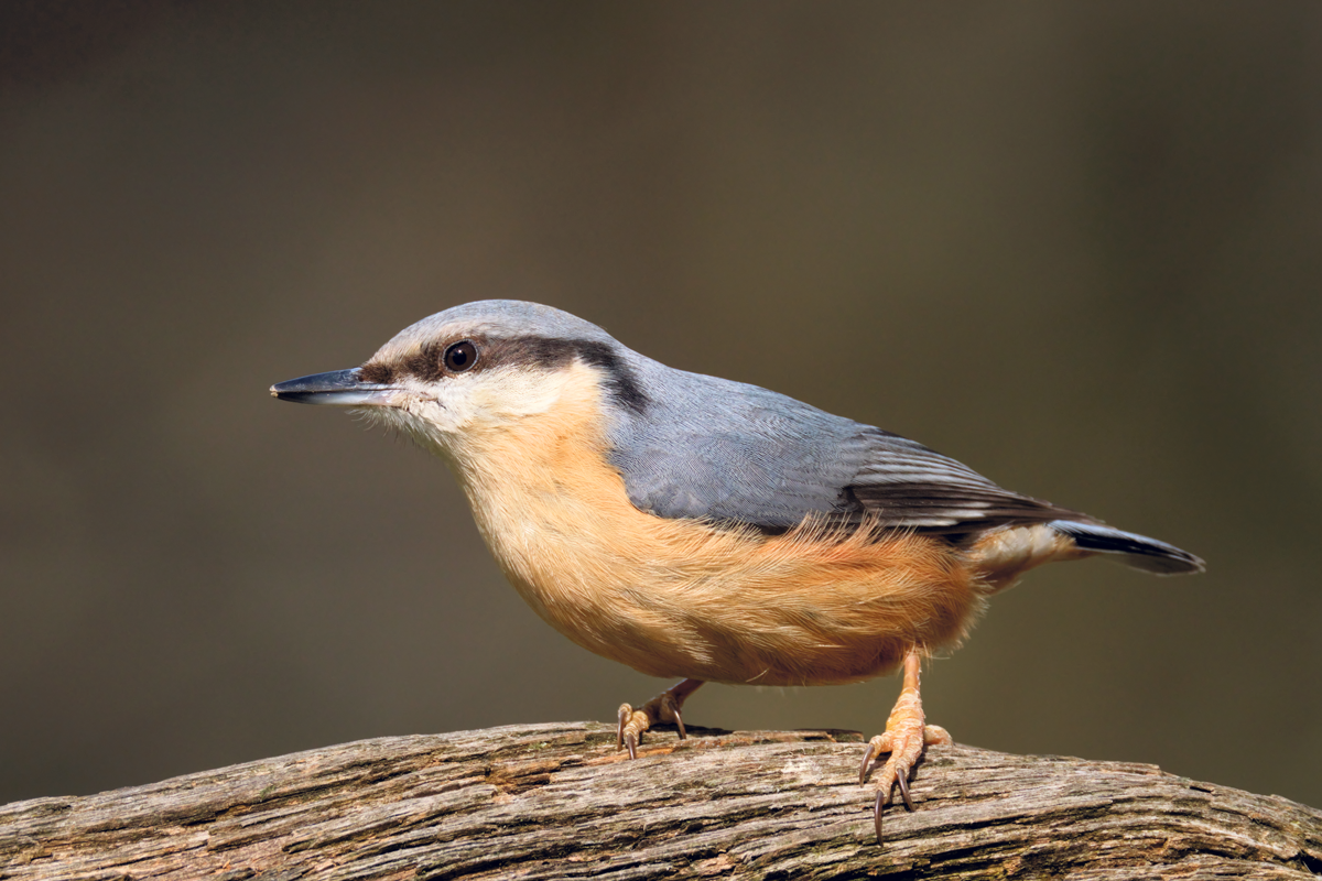 Fujifilm-X-H2S-Alan-Hewitt-nuthatch1