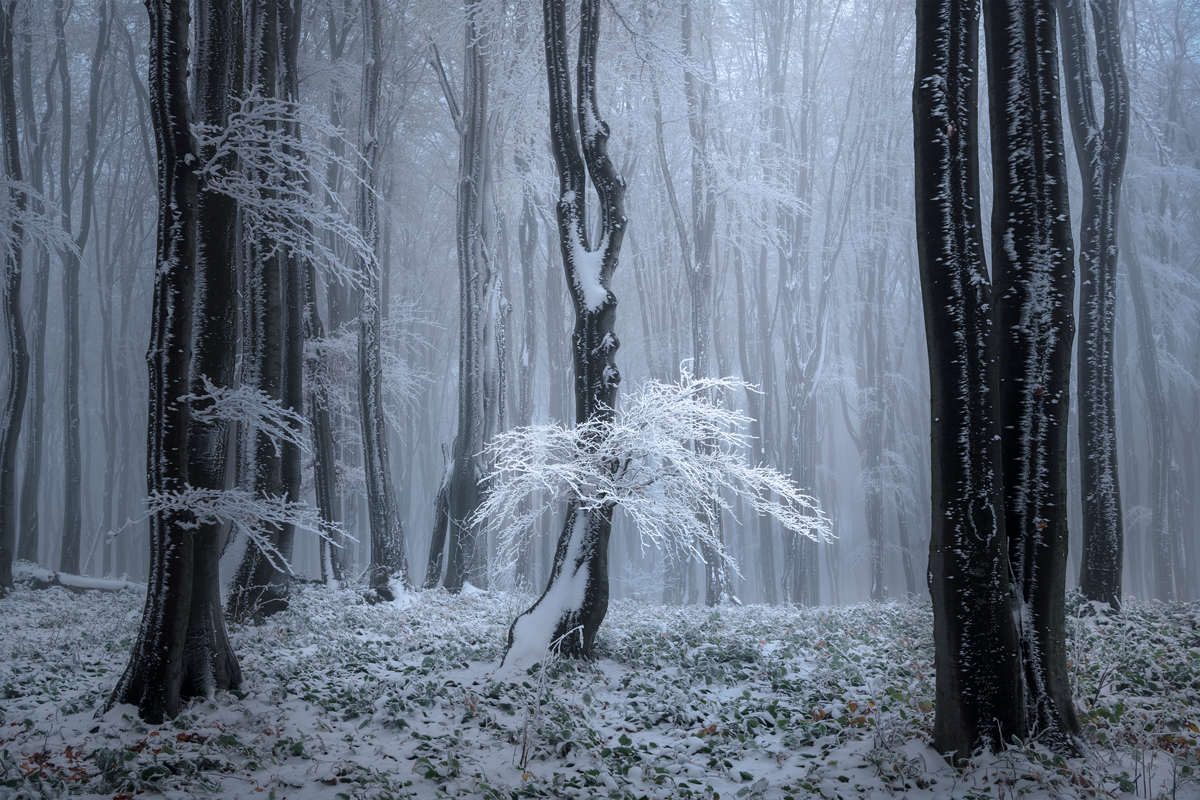 2nd Place: © Tony Wang, Ice Tree, 'The 9th International Landscape Photographer of the Year', internationallandscapephotographer.com