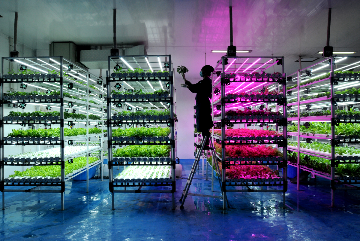 Vision of the Future: Vertical Farming, Arie Basuki, 2022