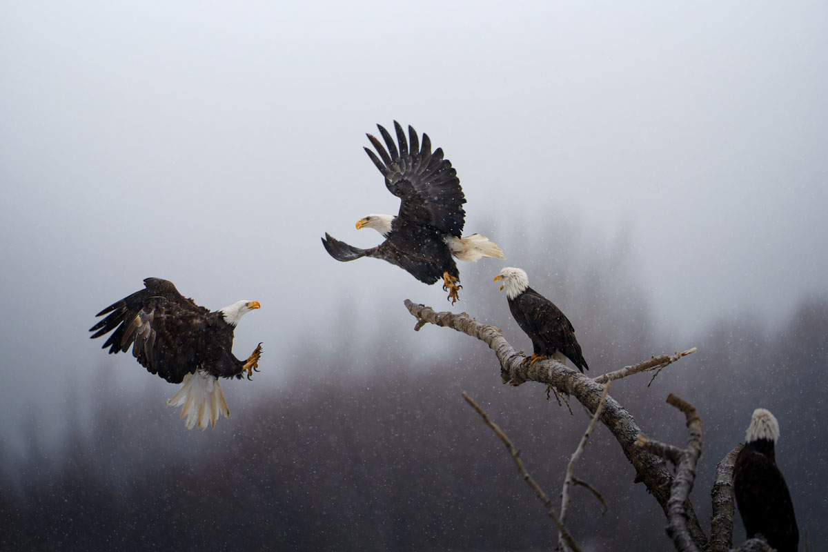 © Karthik Subramaniam, Grand Prize Winner, Pictures of the Year 2022