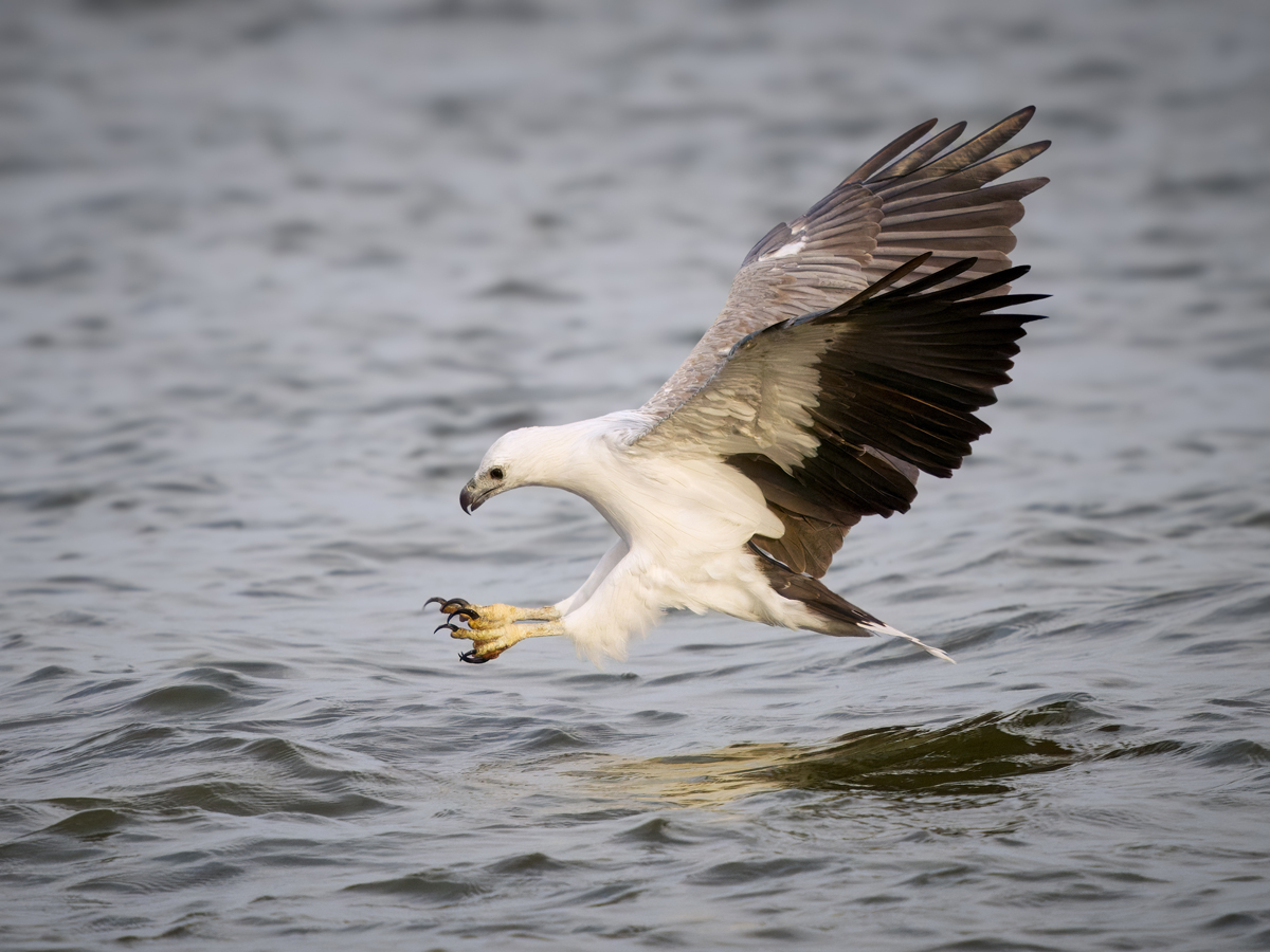 ©Petr Bambousek, OM-1 Mark II, M Zuiko 150-400mm, F4.5 TC1.25X IS PRO 1540, F5.6 1 2500, ISO1000