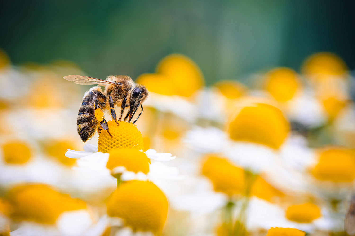 The honey bee feeds on the nectar of a chamomile flower. Yellow and white chamomile flowers are all around, the bee is out of focus, the background and foreground are out of focus. Macro photography.