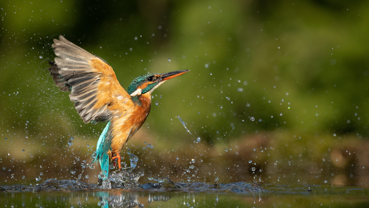 Female Kingfisher emerging from the water after an unsuccessful dive to grab a fish. Taking photos of these beautiful birds is addicitive now I need to go back again.