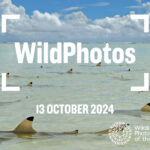 Wildphotos exhibition