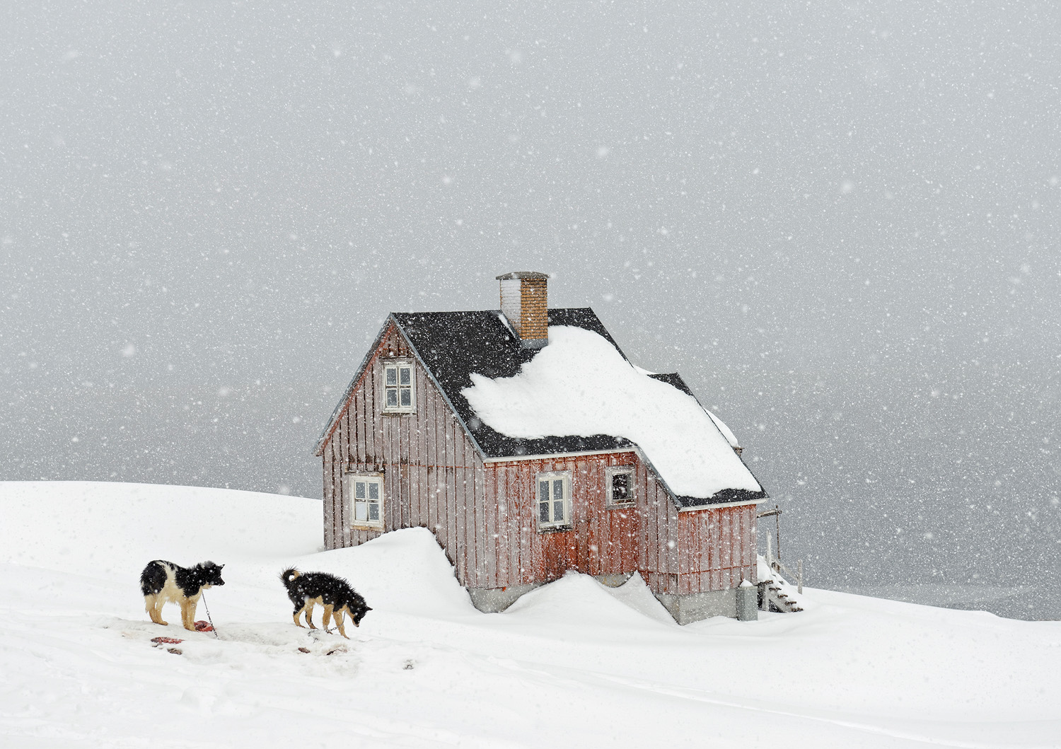 A small wooden house with a steep, snow-covered roof in the middle of a snowstorm. Two dogs are playing in the snow in front of the house.