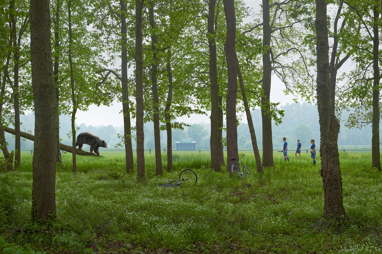 A serene forest scene with tall trees, a bear climbing a fallen tree trunk, and three children in sports uniforms walking on a field in the background. Two bicycles lie on the ground among small white flowers.