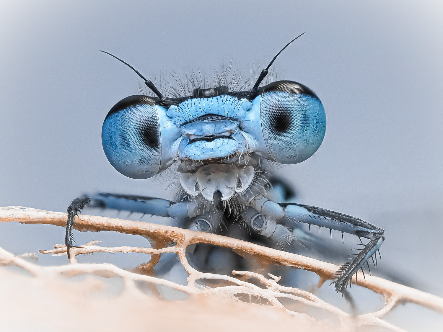 A close-up macro photograph of a blue damselfly, showcasing its large, detailed compound eyes and intricate body features.