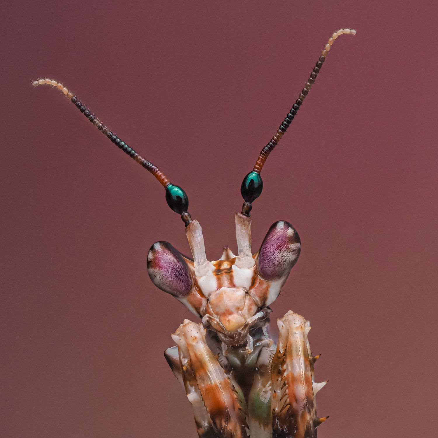 A close-up macro photograph of a praying mantis, highlighting its detailed eyes and antennae against a reddish-purple background.