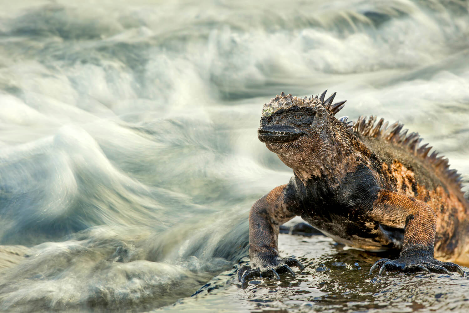 A close-up photograph of a marine iguana perched on a rock with water flowing around it. The iguana’s rough texture and vivid colours stand out against the blurred motion of the water, capturing a moment of stillness in a dynamic environment.