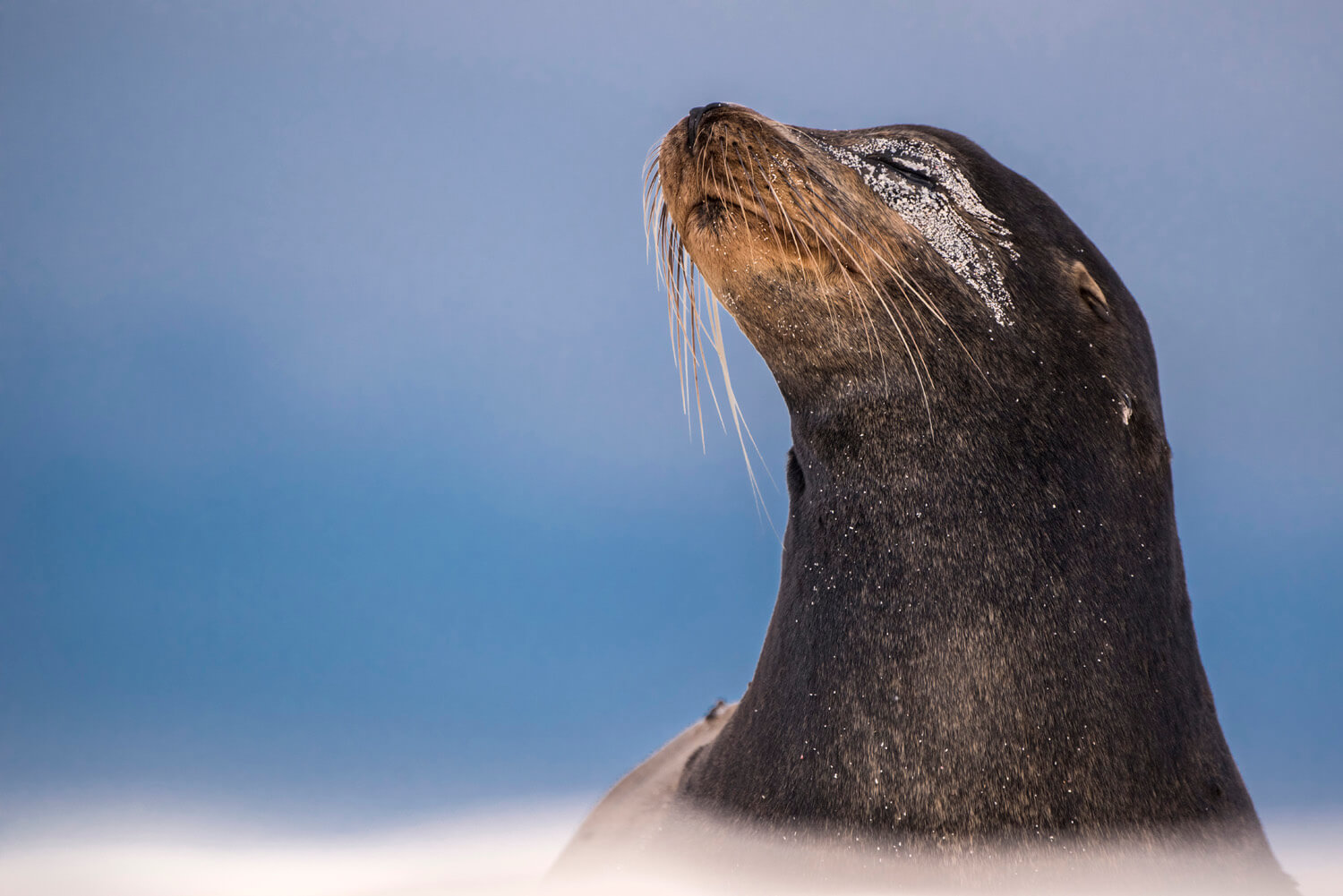 A portrait of a Galapagos sea lion captured in a majestic pose. The sea lion’s whiskers and fur are detailed, and it appears to be looking up proudly against a soft, blue background.