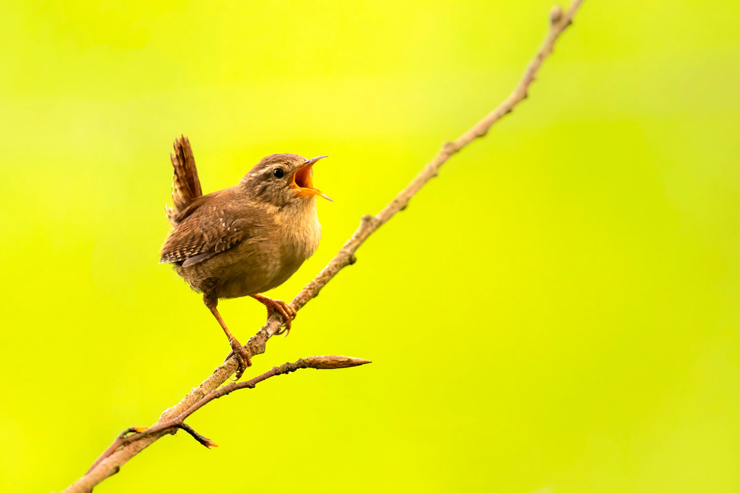 A vibrant image of a wren perched on a thin branch, singing. The bright green background highlights the bird’s detailed feathers and open beak, capturing a moment of nature’s song.