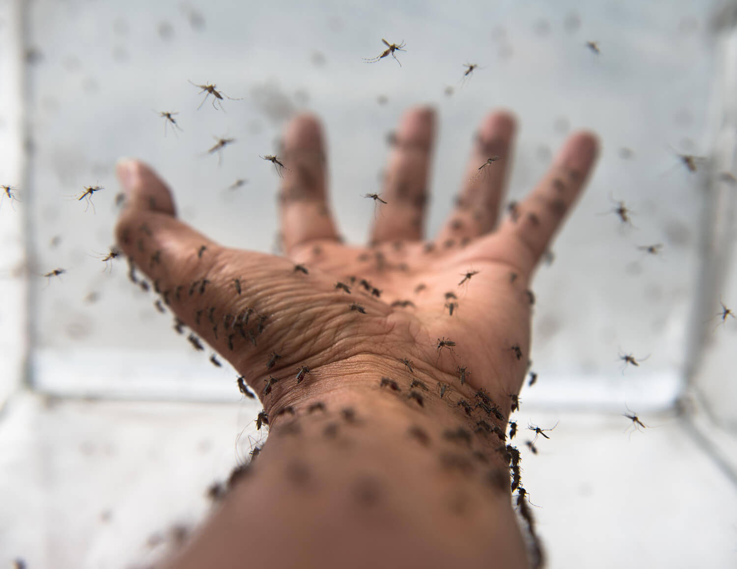 A close-up of a human hand covered in small mosquitoes, illustrating research efforts to combat mosquito-borne diseases like dengue through biological interventions.