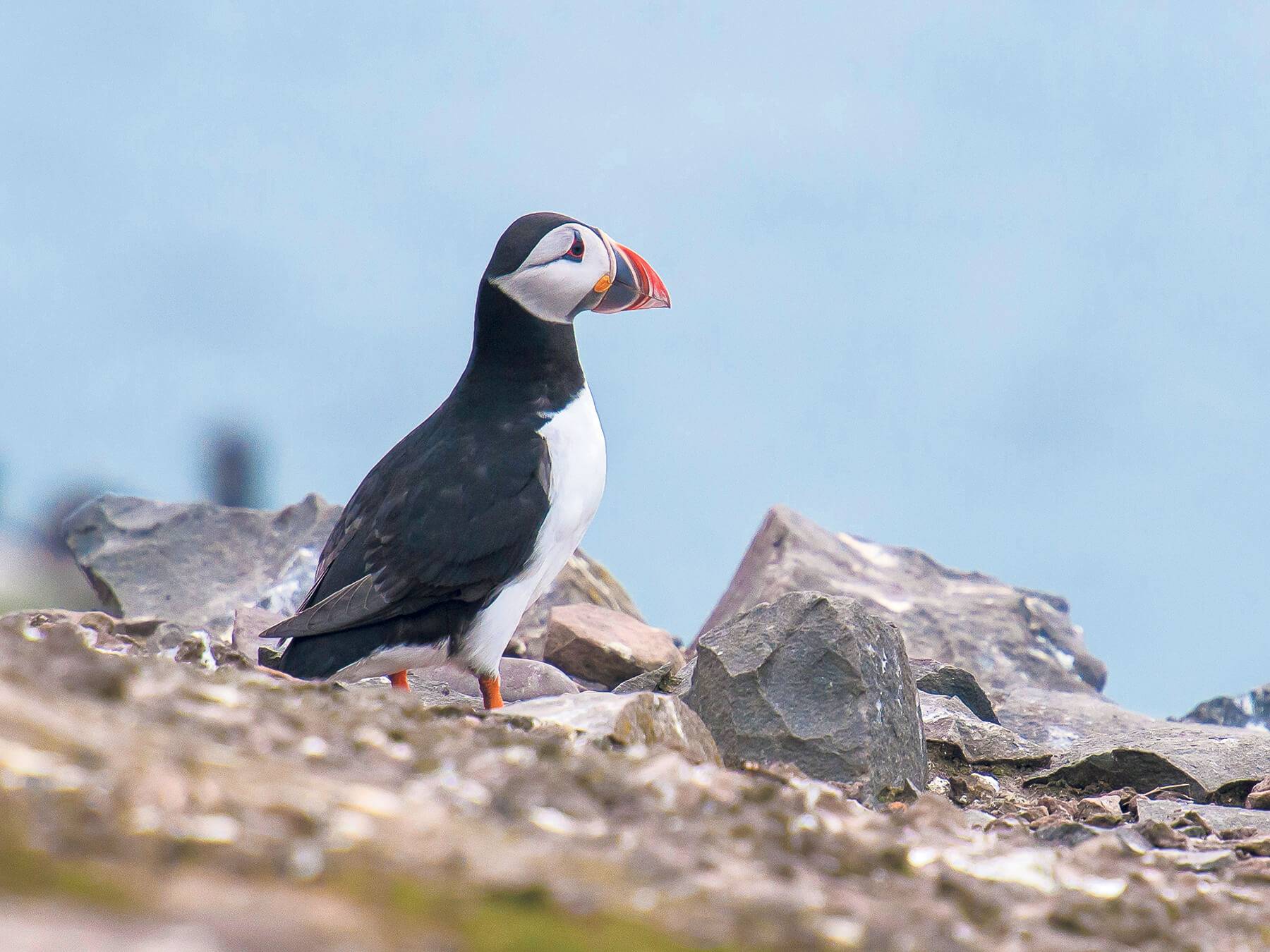 Telephoto lens bird photography