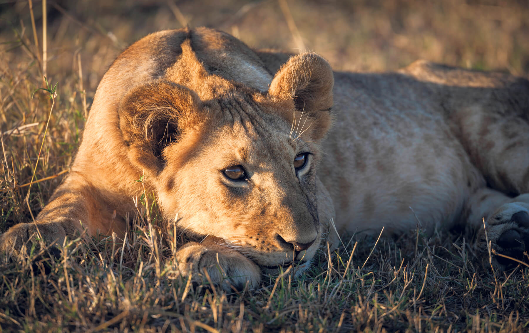 Telephoto lens wildlife photography