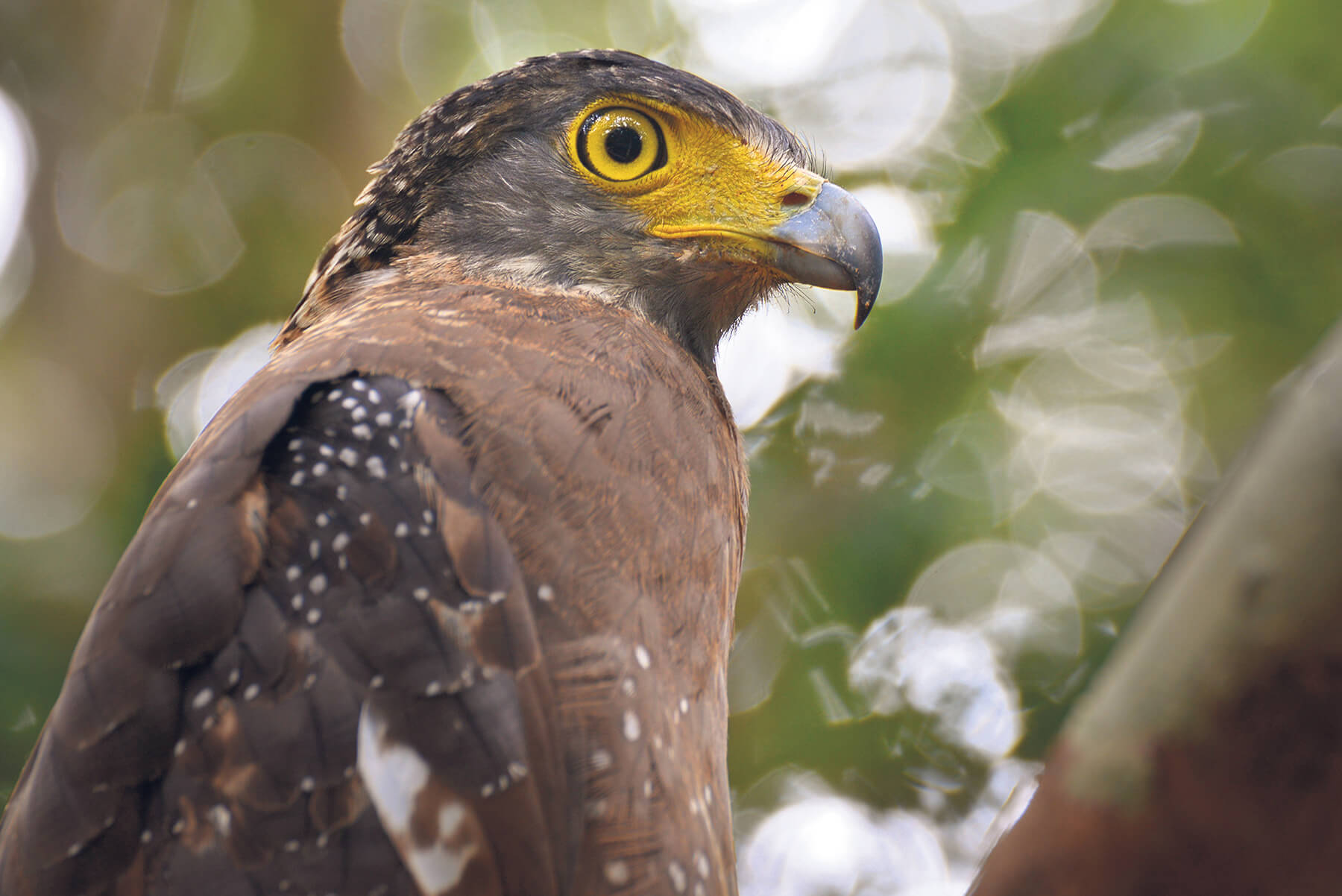 Telephoto lens wildlife 