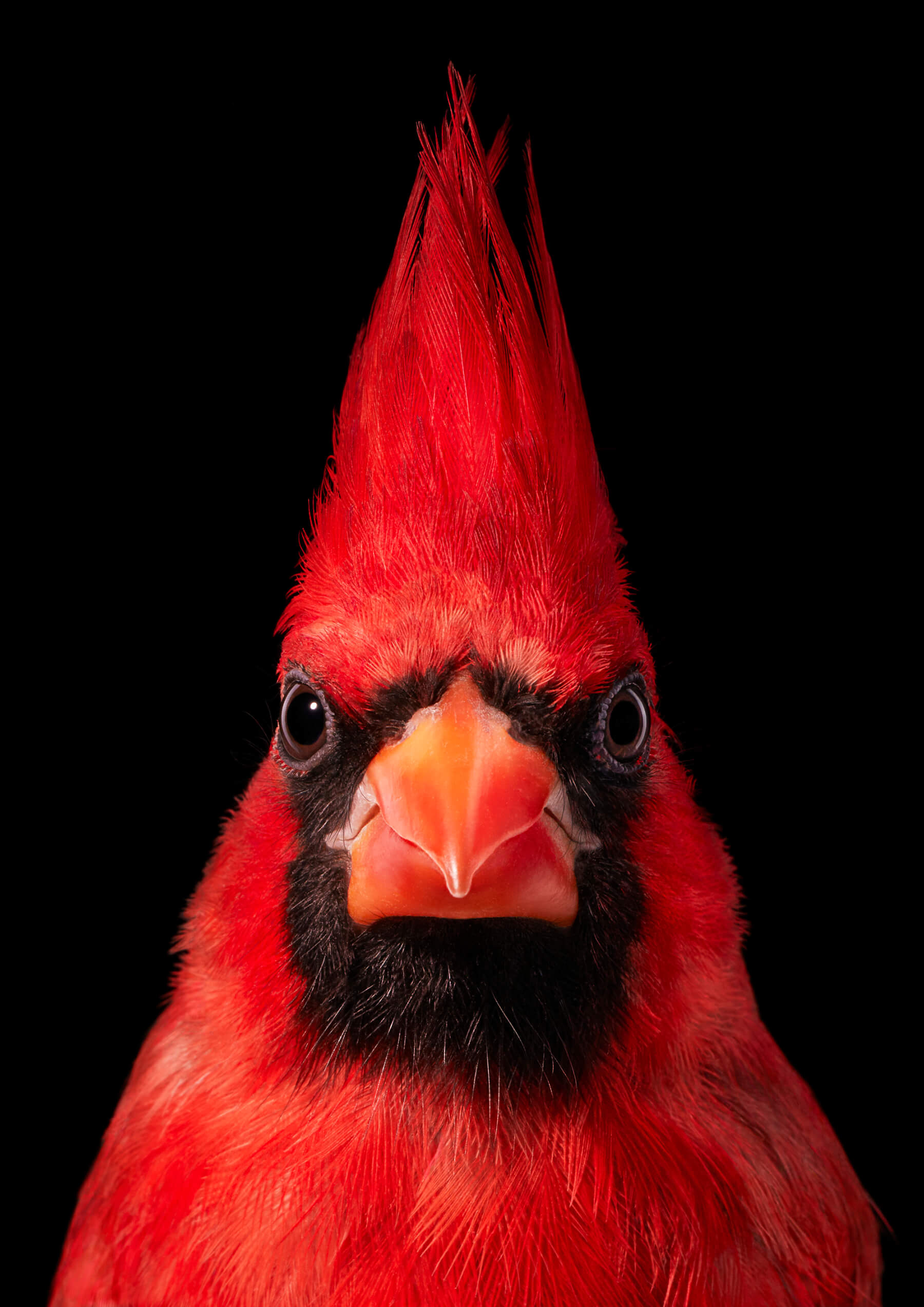 Tim Flach Virginia Cardinal