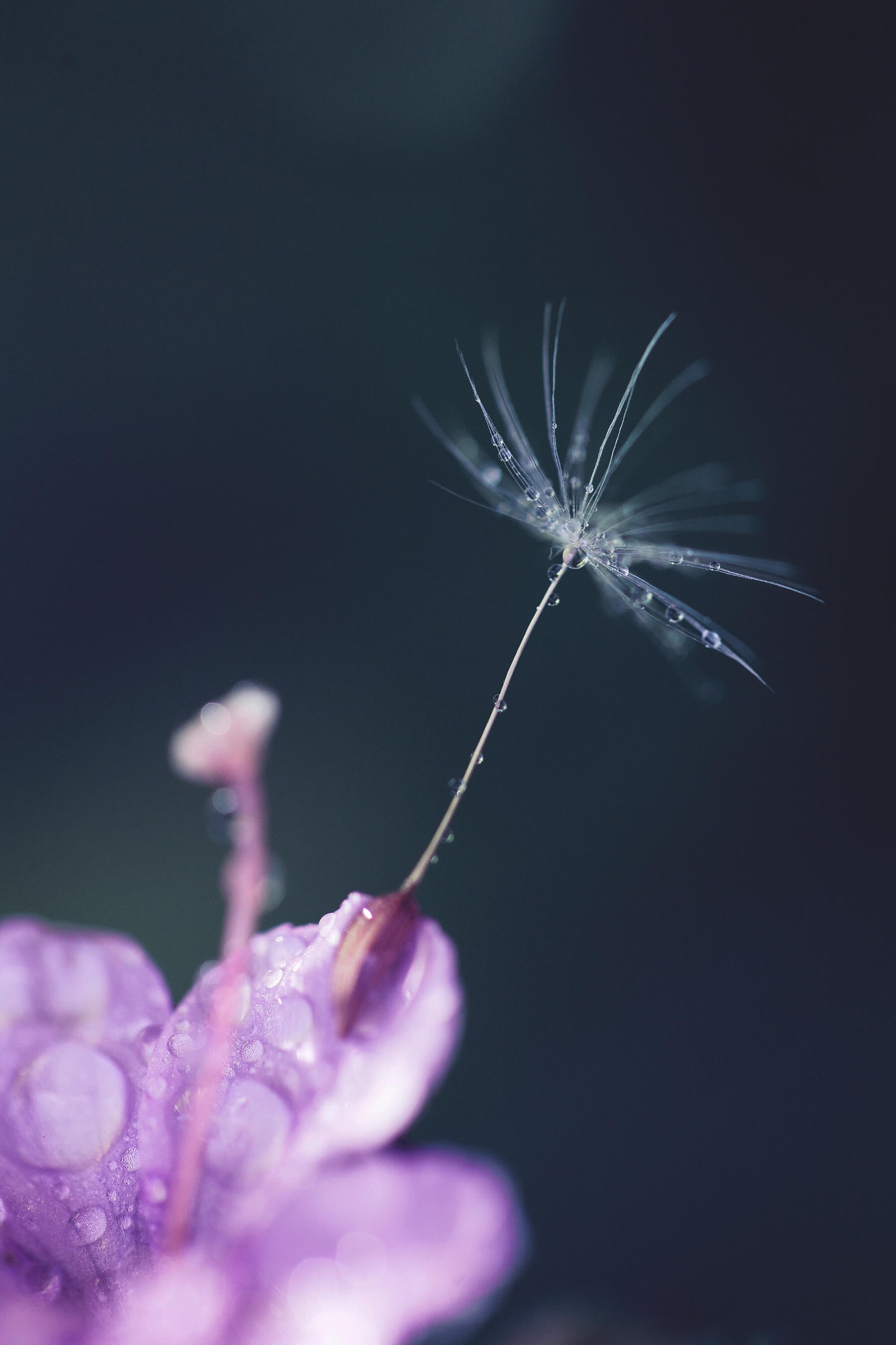 Macro photo of dew on flower