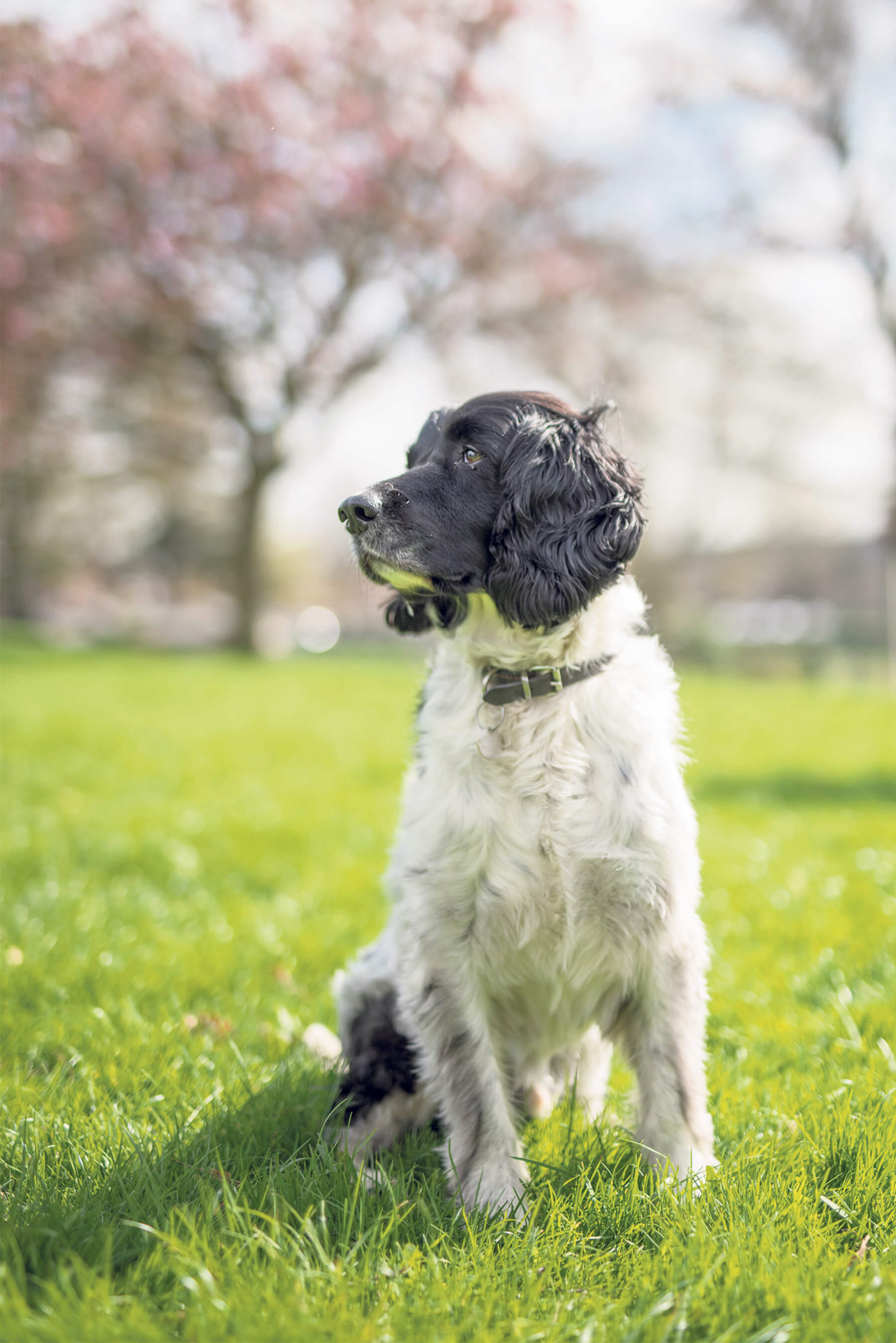 Standard lens portrait of dog