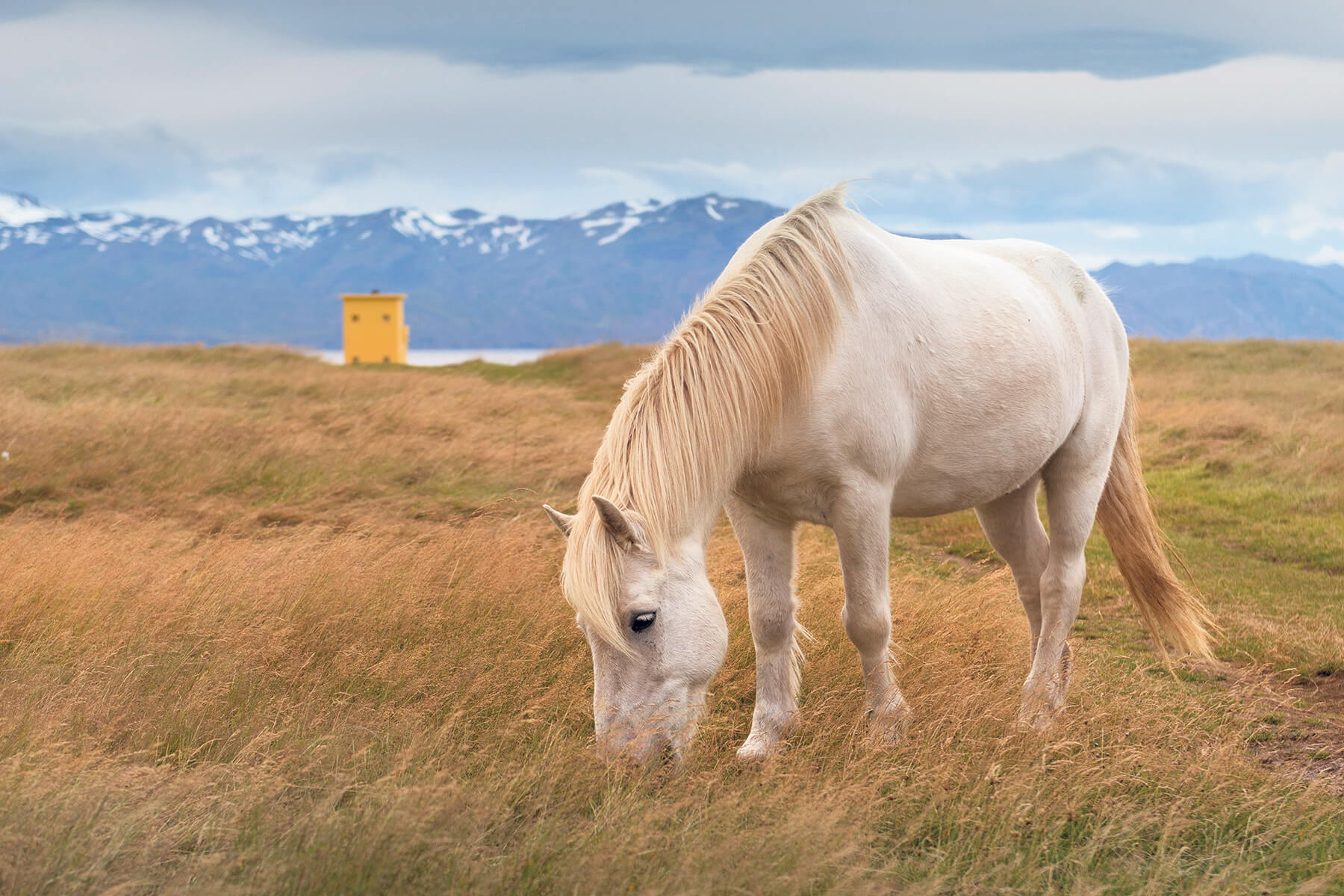 Horse in field